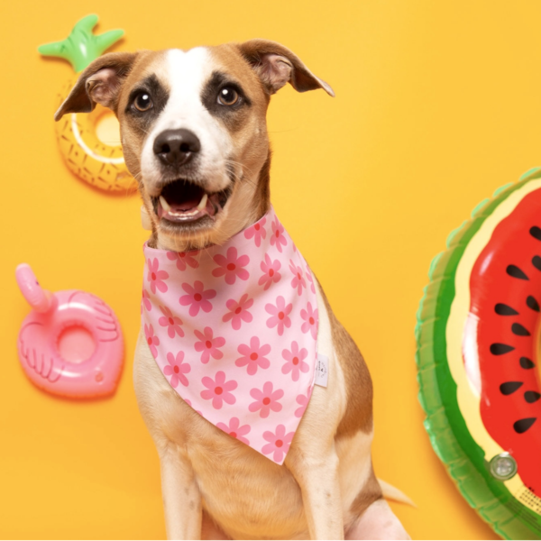 Bandana Flores rosadas estampada talla L para mascota